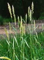 Thumbnail - Sweet Vernal Grass