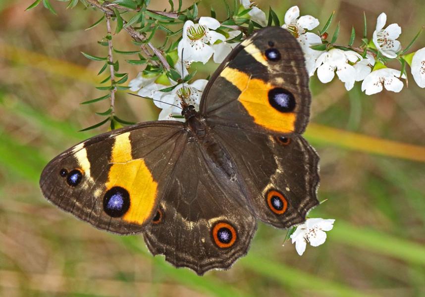 Swordgrass Brown Butterfly