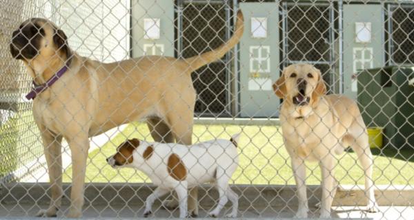 Photo of dogs at a boarding kennel
