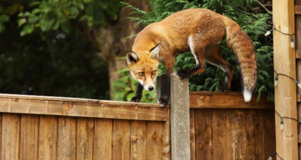 Photo of a red fox climbing a fence