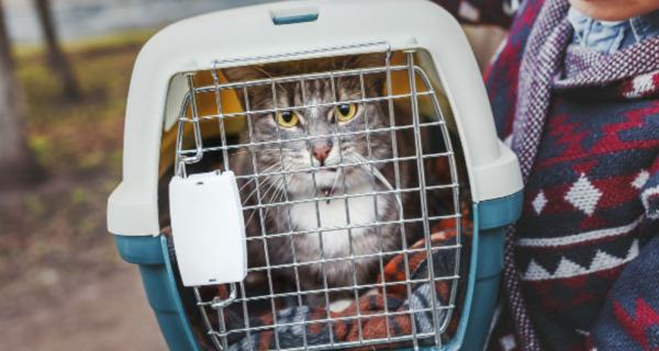 Photo of cat in domestic cat cage