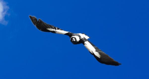 Photo of a swooping magpie