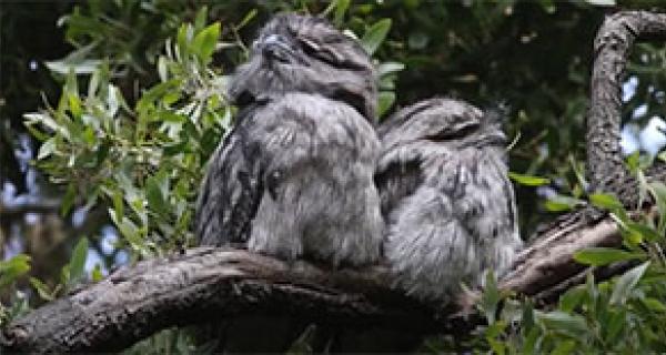 2 tawny frog mouths sitting on a branch