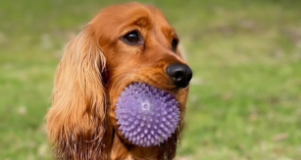 Dog with Purple Ball
