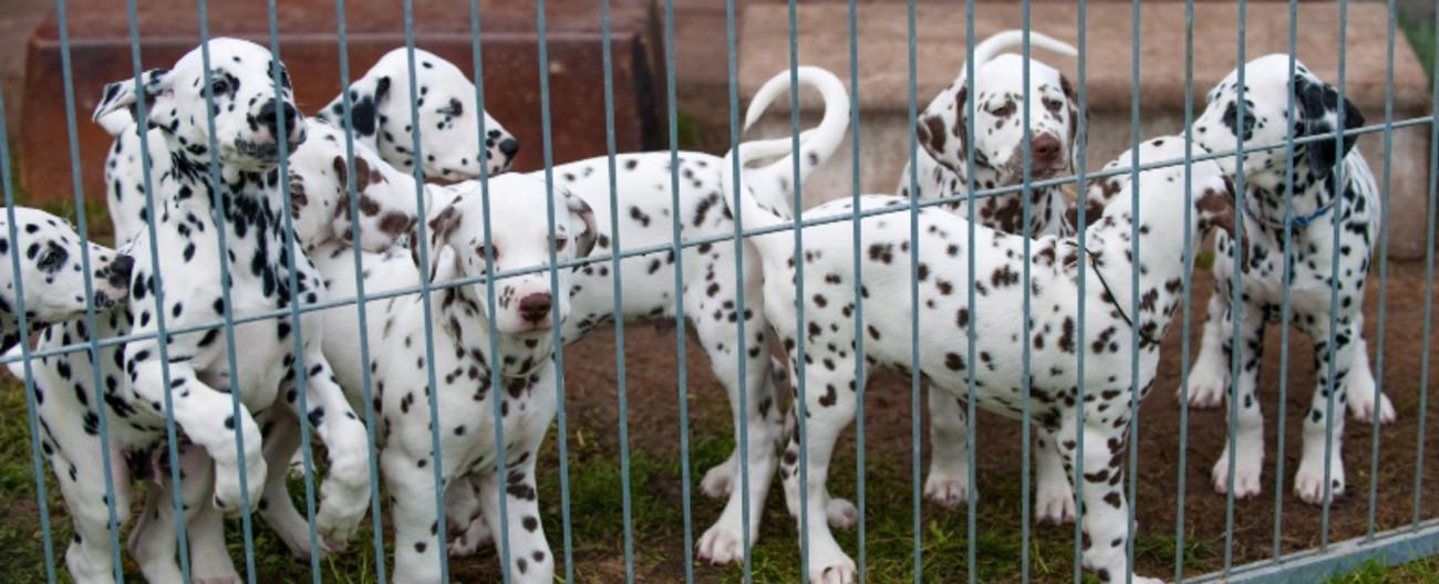 Photo of a Dalmation puppy litter