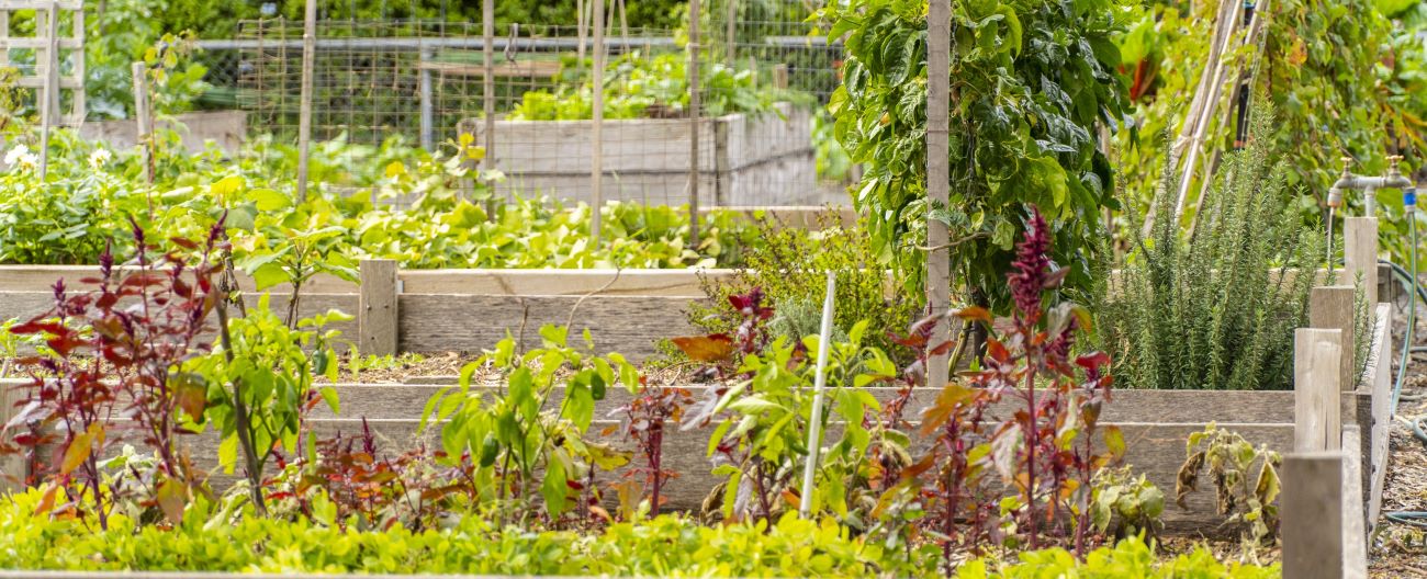 Community gardens