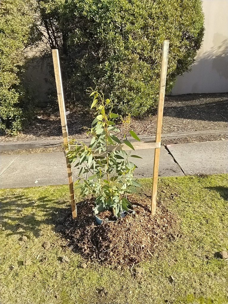 Hybrid Coral Gum Tree - Eucalyptus Torquata x Woodwardii