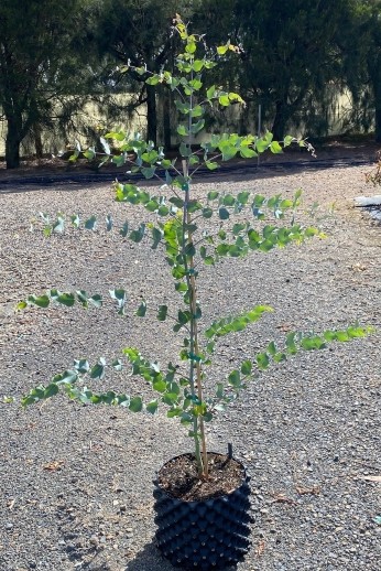 Eucalyptus cephalocarpa in a rocketpot