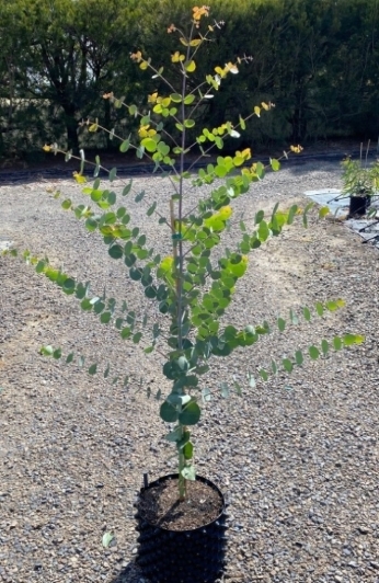 Eucalyptus goniocalyx in a rocketpot