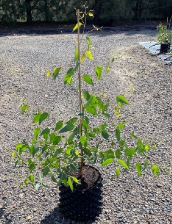 Eucalyptus macrorhryncha in a rocketpot