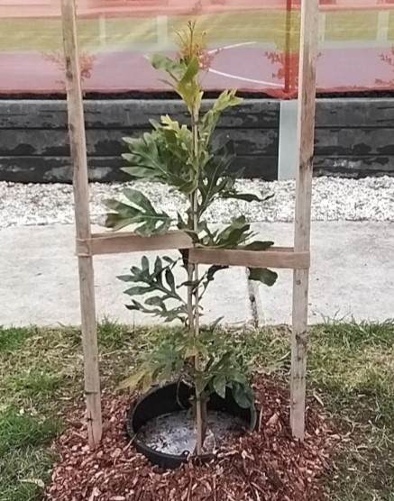 Firewheel Tree - sternocarpus sinuatus