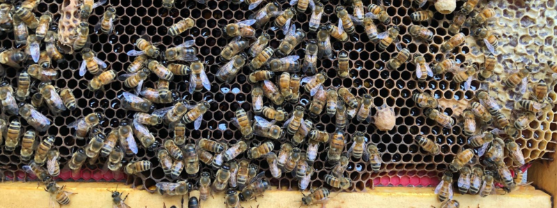 Bees and honeycomb in Kerrimuir Primary School's beehive