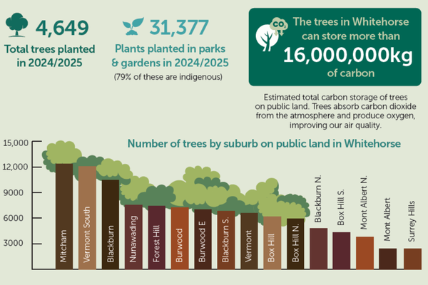 Infographic about tree planting in Whitehorse (2024/2025). It reports 4,649 total trees planted and 31,377 plants added to parks and gardens, with 79% being indigenous species. A highlighted note states that Whitehorse’s trees can store more than 16,000,000 kg of carbon, explaining that trees absorb carbon dioxide and improve air quality. A bar chart shows the number of trees planted by suburb on public land, with Mitcham, Vermont South, and Blackburn among the highest, and suburbs like Surrey Hills among t