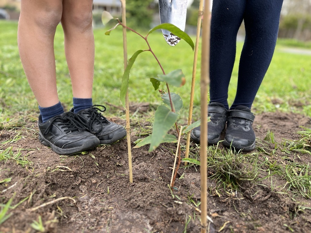 Newly planted tree with kids feet in the background