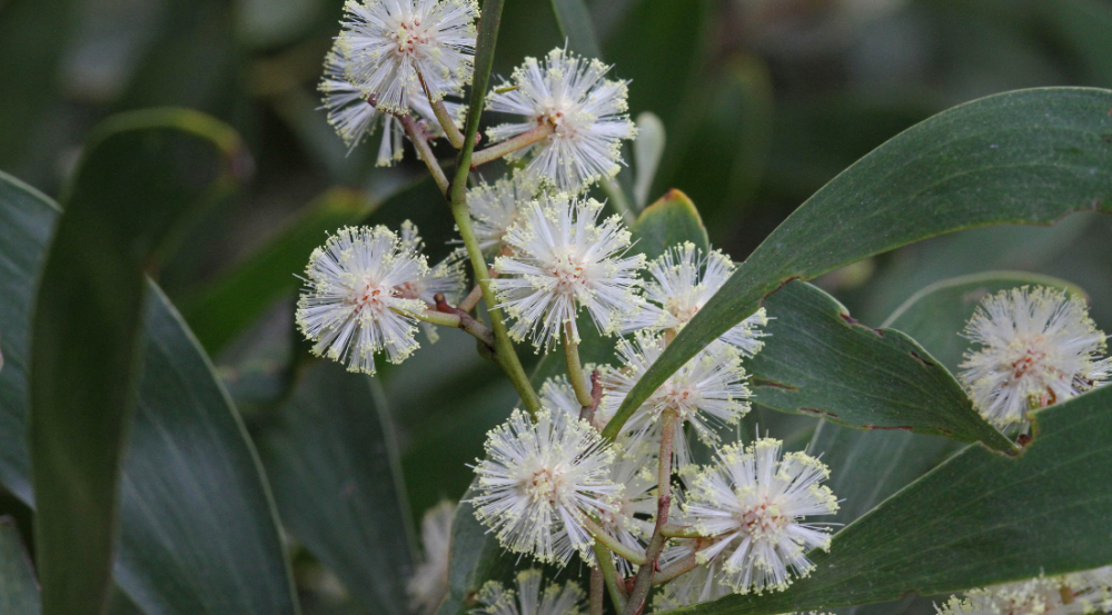 Wattle Blossom