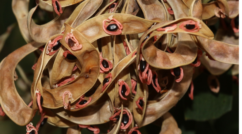 Brown seed pods