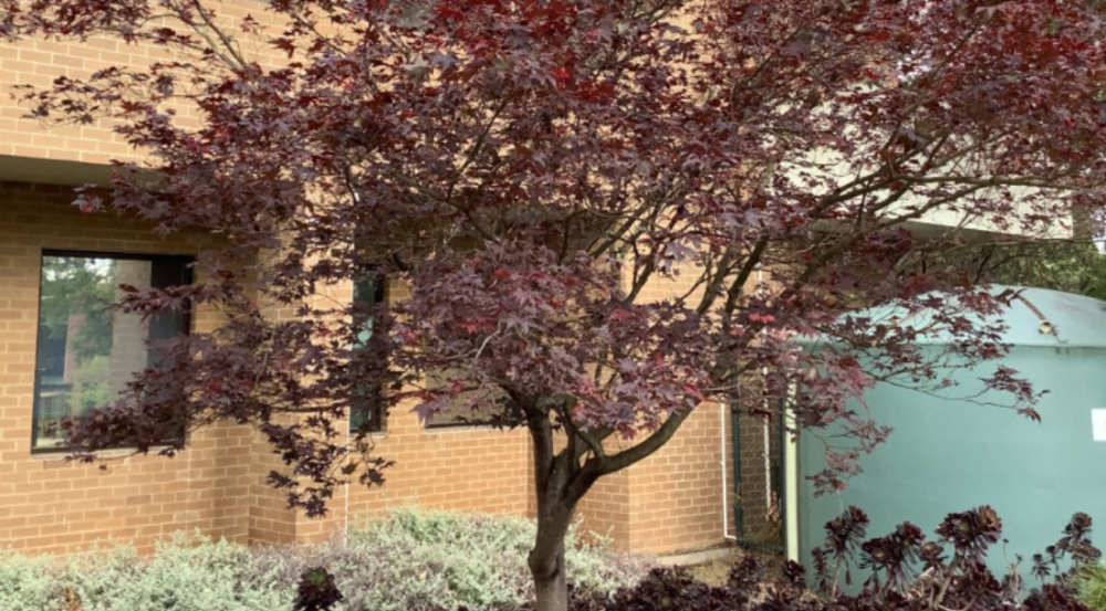 Japanese maple with red leaves