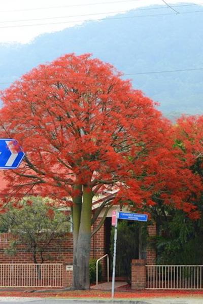 Brachychiton acerifolius in flower