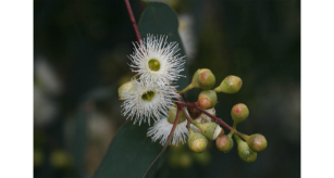 Gum tree flowers and buds