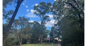 Park with gum trees