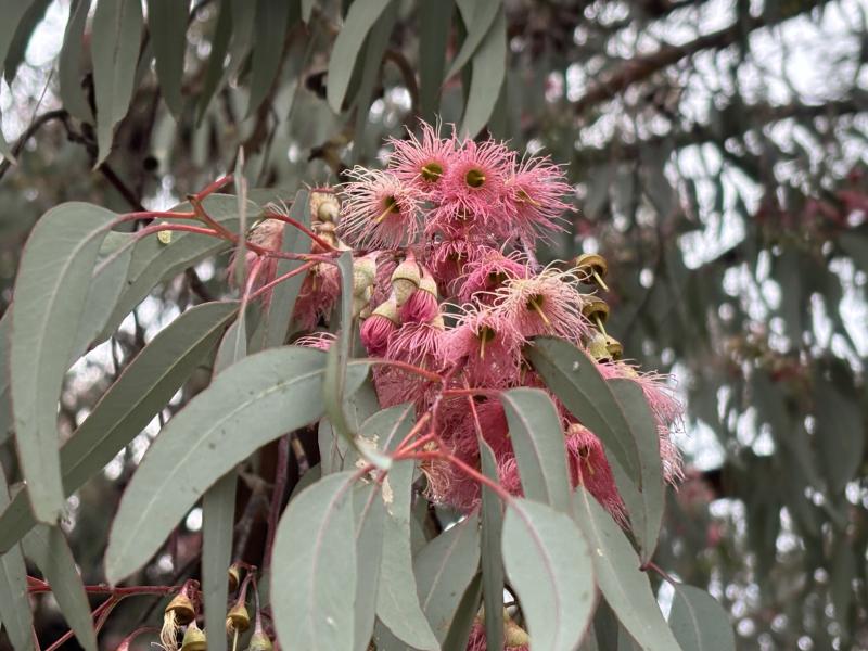 Pale pink flowers of Eucalyptus sideroxylon