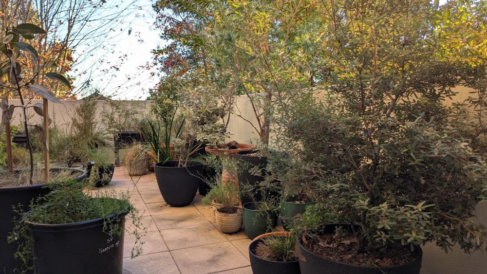 Balcony garden with native plants in pots