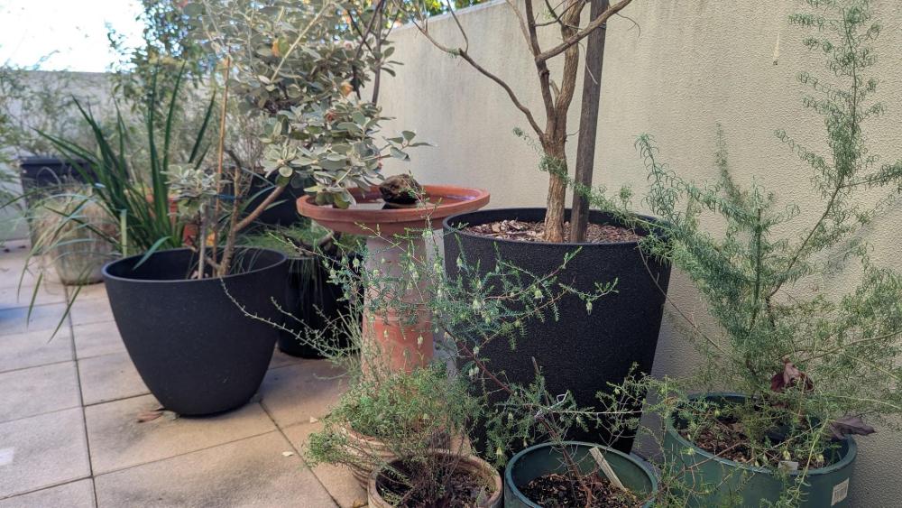 Provide dense protection around water sources