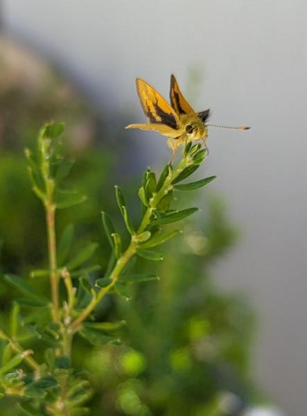 Moth