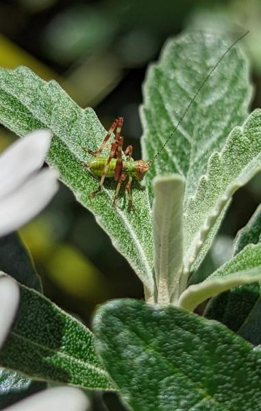 Grasshopper