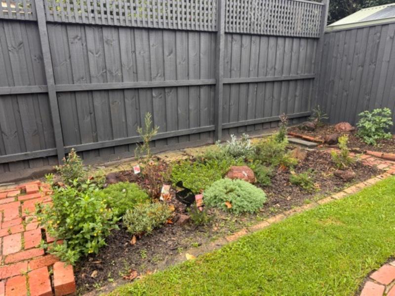 Garden bed filled with natives