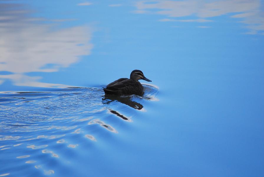 Katie Miller Duck reflection