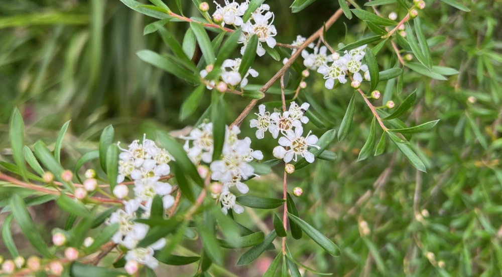 Small white flowers