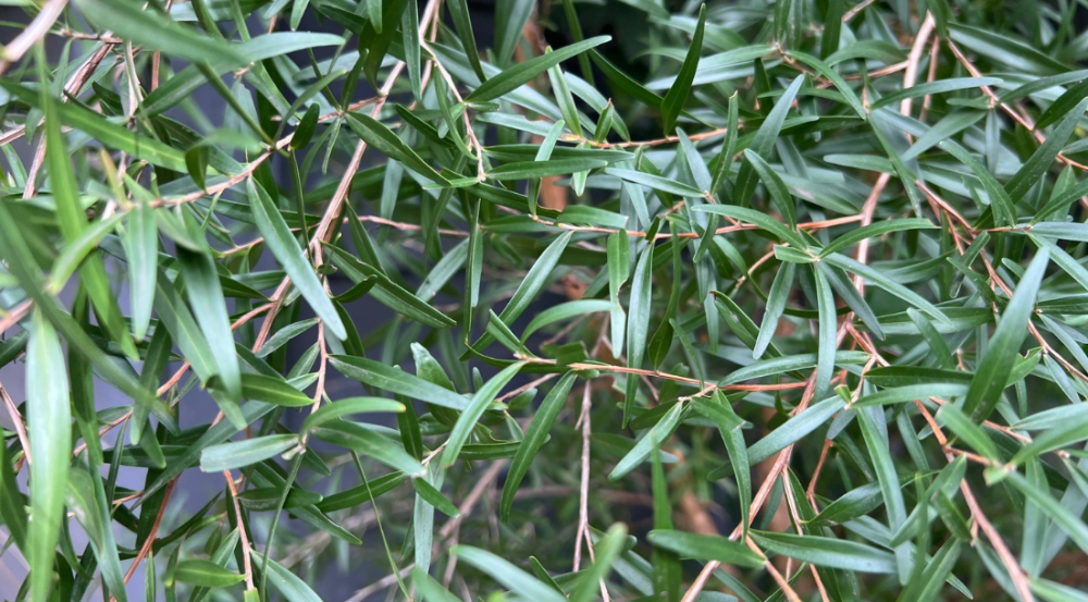 Small dark green leaves