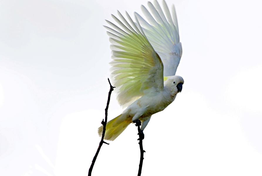 Neil Reid Cockatoo