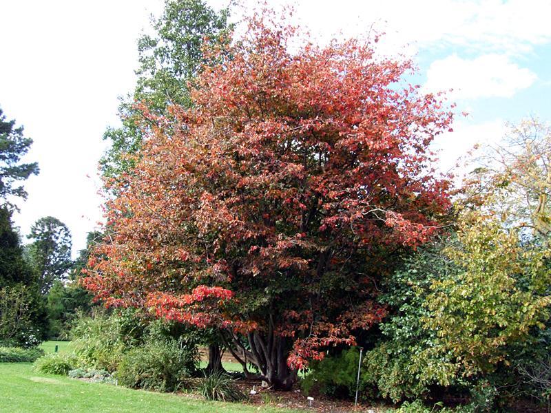Parrotia persica turns burgundy in autumn. Credit: Burnley Plant Guide, The University of Melbourne.