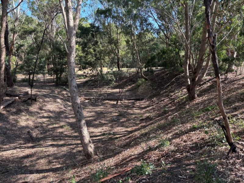 Non grassed area with embankment to left of screen, established trees throughout area with very little ground growth