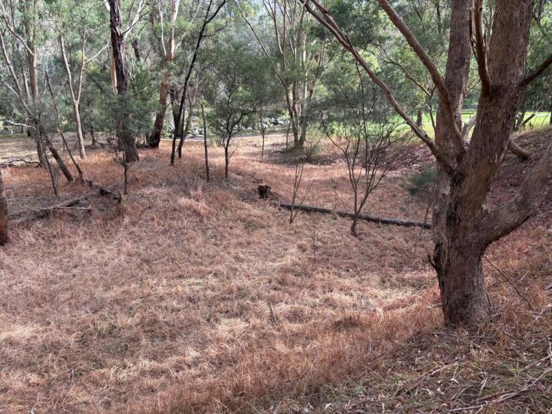 Dried grass through foreground with established trees through the area, 