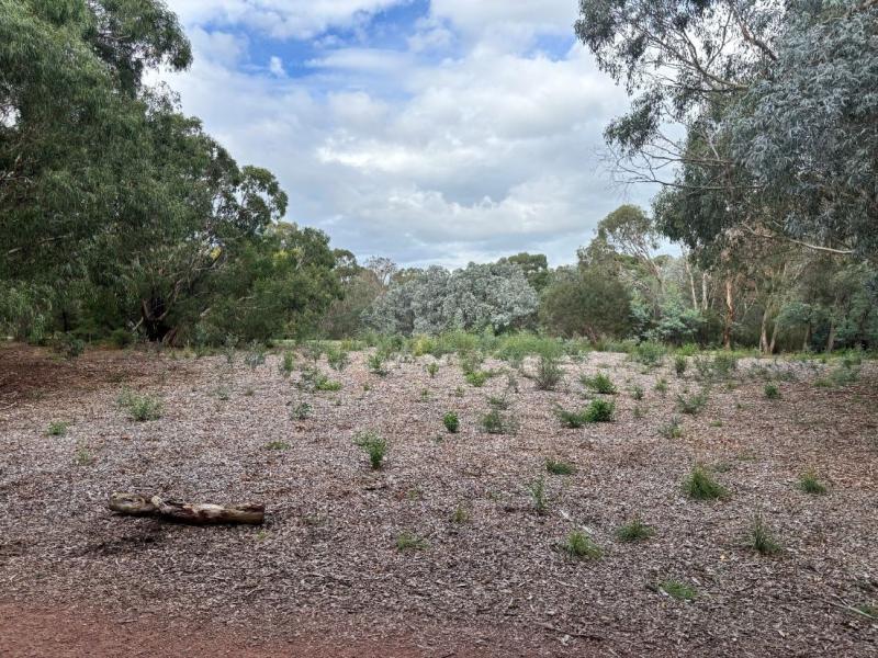 Large mulched area with young small plants dotted throughout 