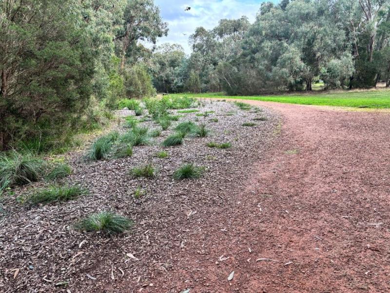 Large trees around a small mulched area with young  plants dotted in the area
