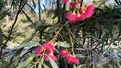 Eucalyptus leucoxylon 'Rosea'