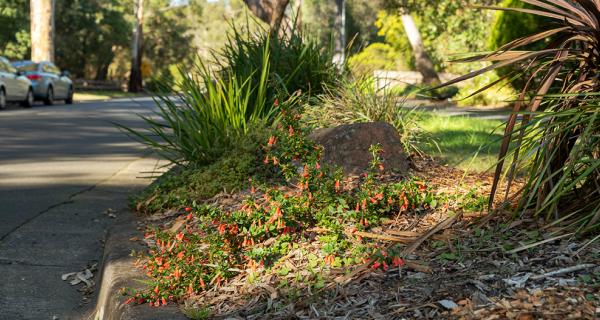 Gutter with naturestrip