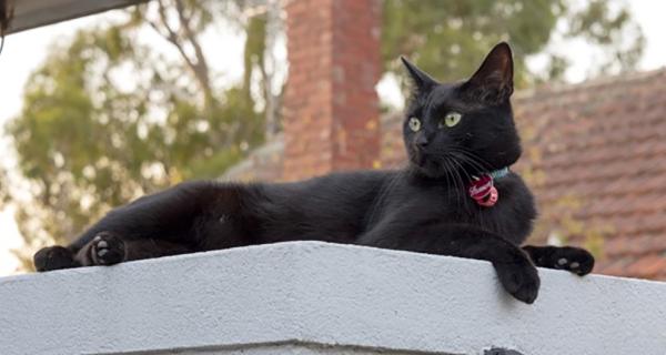 Black cat with Whitehorse City Council tags