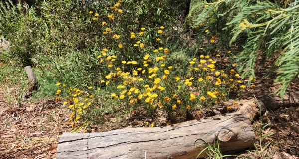 Bushy Creek bird vegetation