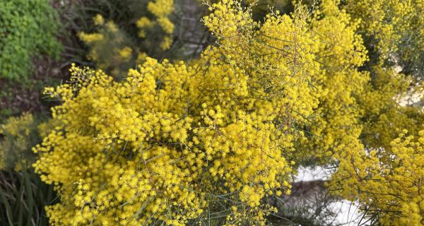 Yellow Wattles in Full Bloom