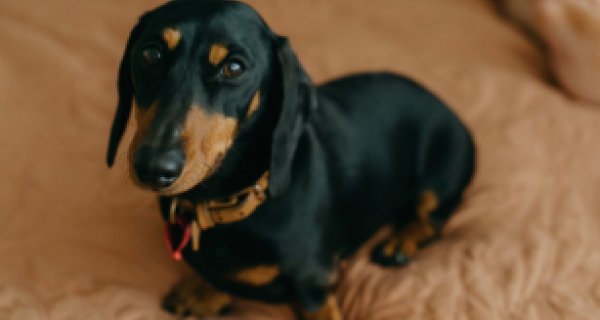 A black and brown sausage dog looks towards the camera