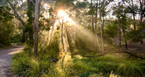 Sun coming through tree branches