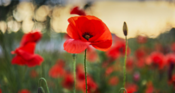 Image of a red poppy flower in a field