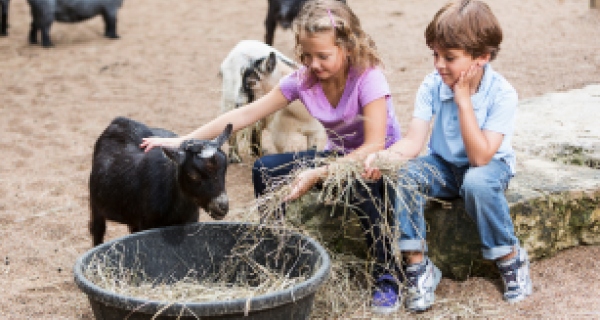 Animal Farmyard Petting Zoo