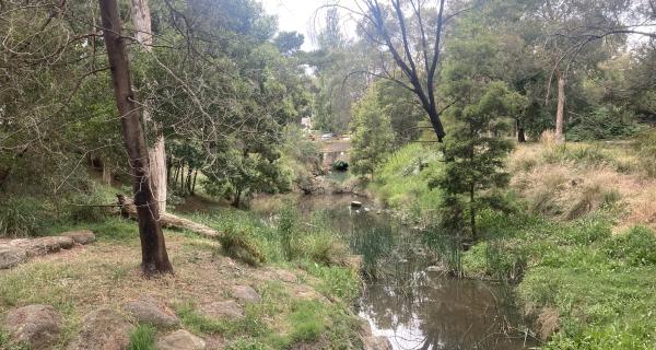 Blackburn Lake Sanctuary Wetland