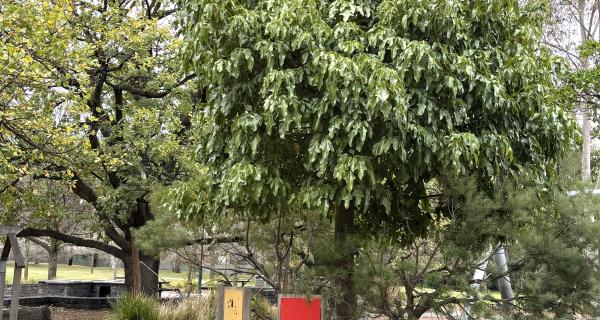 Brachychiton acerifolius in a playground